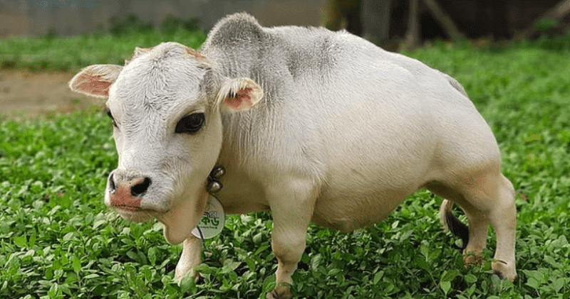 Карликовая коровка Рани стала одной из достопримечательностей Бангладеш
