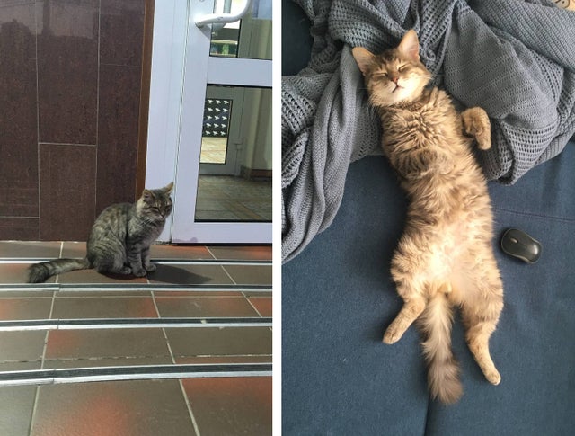 Фотография: Слезы на глазах: 22 фото животных до и после того, как они нашли свой дом №18 - BigPicture.ru