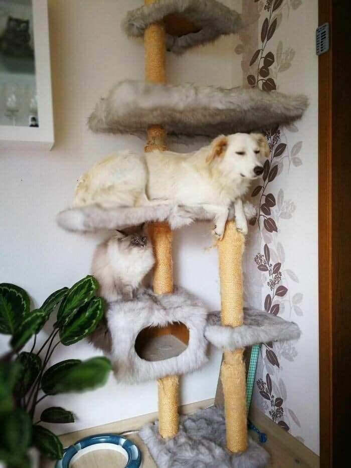 Фотография: Пес или кот? А может котопес? 30 забавных фото собак, которые ведут себя как кошки №3 - BigPicture.ru