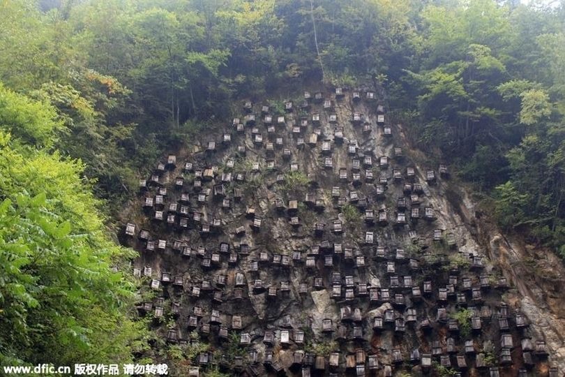 Фотография: Уникальная стена ульев - единственный заповедник диких пчел в Китае №2 - BigPicture.ru