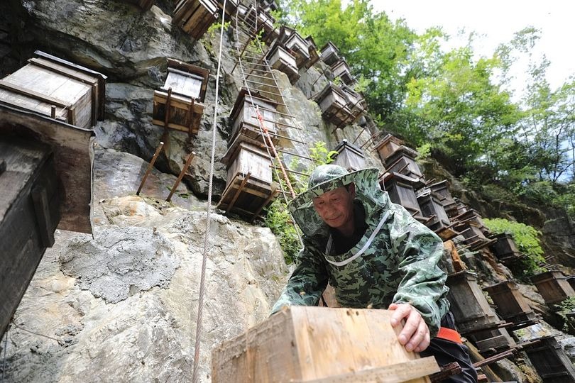 Фотография: Уникальная стена ульев - единственный заповедник диких пчел в Китае №4 - BigPicture.ru