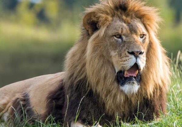 Умирал больше суток: американец застрелил в заповеднике льва из лука за 2 миллиона
