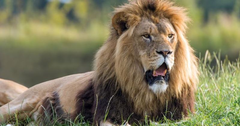 Фотография: Умирал больше суток: американец застрелил в заповеднике льва из лука за 2 миллиона №1 - BigPicture.ru