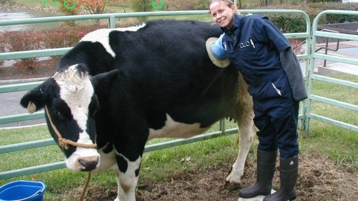 Фотография: Зачем коровам делают в боку отверстия №4 - BigPicture.ru