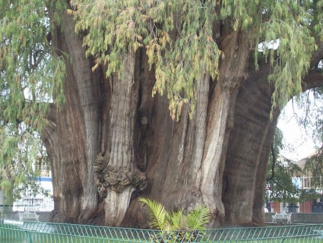 Фотография: Как выглядит дерево Туле, древний кипарис в Мексике с самым толстым в мире стволом №4 - BigPicture.ru