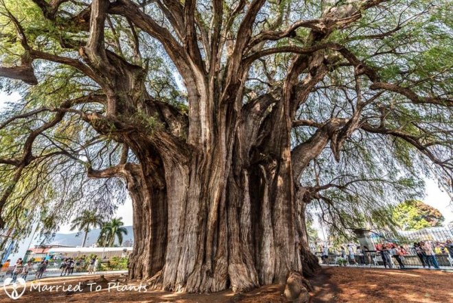 Фотография: Как выглядит дерево Туле, древний кипарис в Мексике с самым толстым в мире стволом №3 - BigPicture.ru