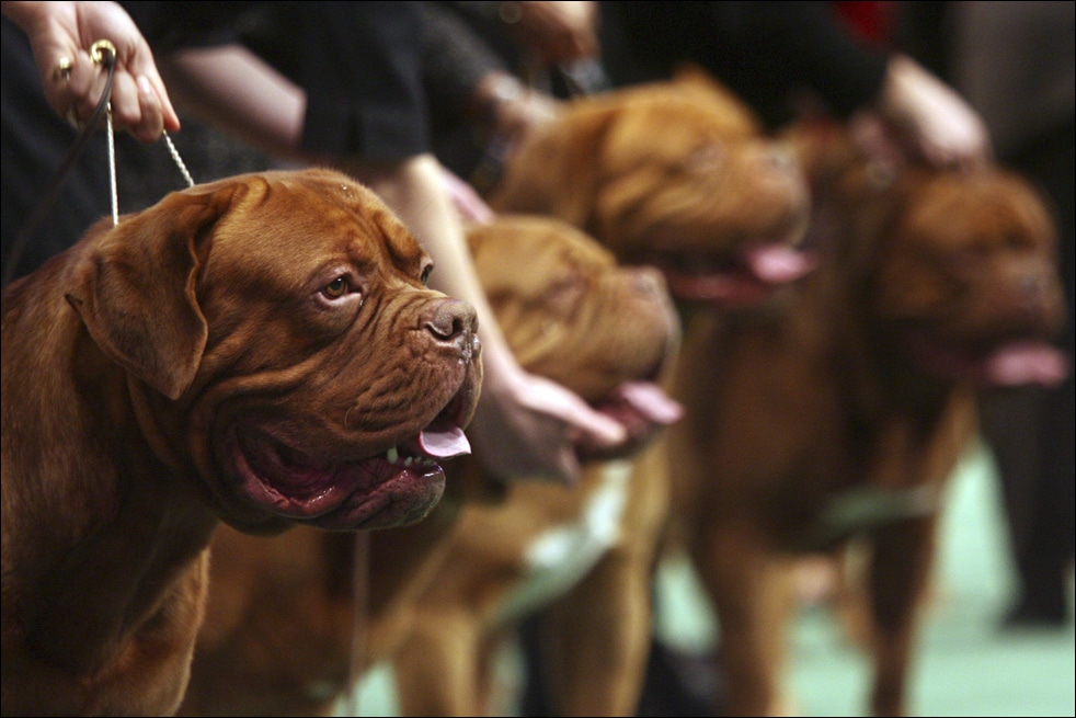 Фотография: Выставка собак в Нью-Йорке №21 - BigPicture.ru