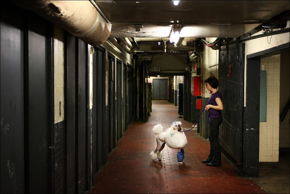 Фотография: Выставка собак в Нью-Йорке №3 - BigPicture.ru