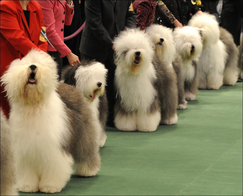 Фотография: Выставка собак в Нью-Йорке №27 - BigPicture.ru