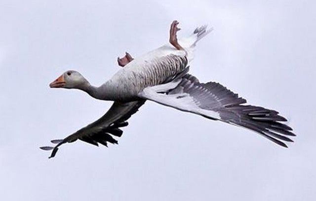 Фотография: Зачем дикие гуси летают вверх ногами №3 - BigPicture.ru