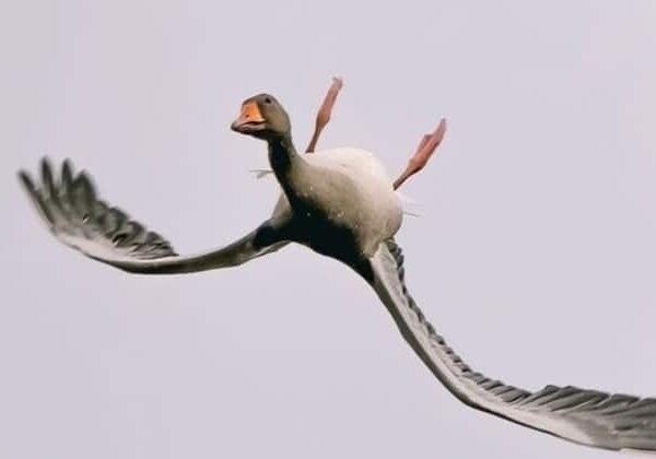 Зачем дикие гуси летают вверх ногами