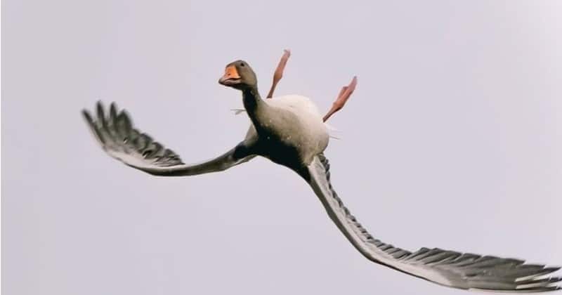 Фотография: Зачем дикие гуси летают вверх ногами №1 - BigPicture.ru