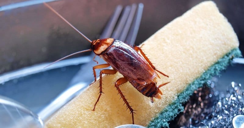 5 доступных и экологичных способа борьбы с тараканами