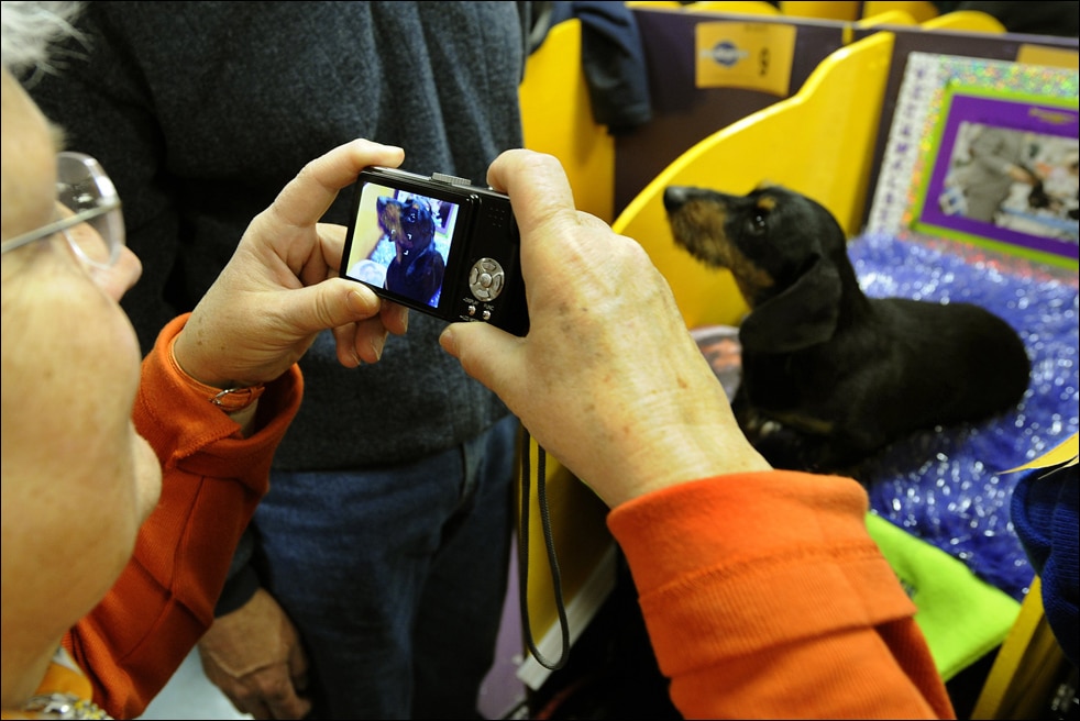 Фотография: Выставка собак в Нью-Йорке №10 - BigPicture.ru