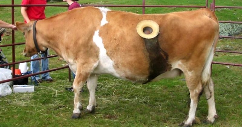 Фотография: Зачем коровам делают в боку отверстия №1 - BigPicture.ru