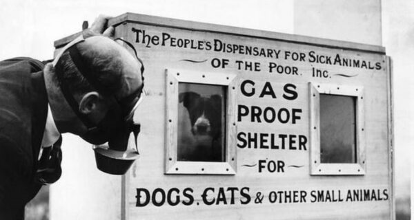 «Британская резня питомцев»: зачем люди добровольно убили 750 тысяч кошек и собак
