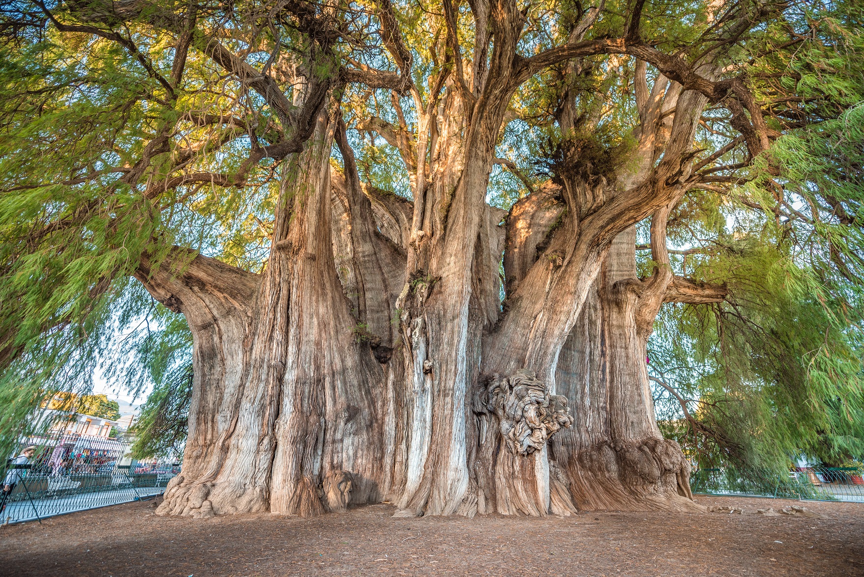 Фотография: Как выглядит дерево Туле, древний кипарис в Мексике с самым толстым в мире стволом №2 - BigPicture.ru