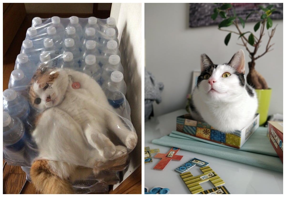 Фотография: 22 фото, доказывающих, что коты могут поместиться куда угодно №1 - BigPicture.ru