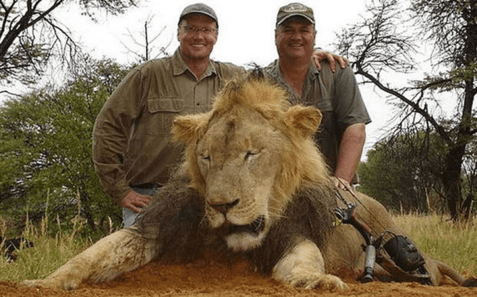 Фотография: Умирал больше суток: американец застрелил в заповеднике льва из лука за 2 миллиона №5 - BigPicture.ru