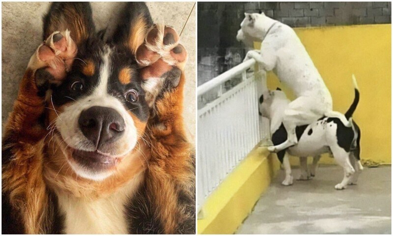 Фотография: Какие же дурашки: 20+ смешных фото собак для настроения №1 - BigPicture.ru