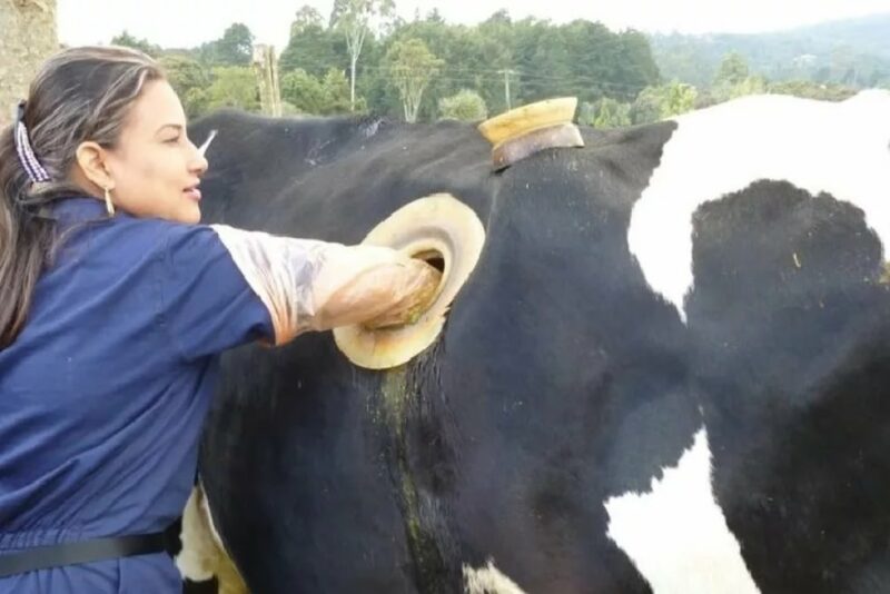 Фотография: Зачем коровам делают в боку отверстия №5 - BigPicture.ru