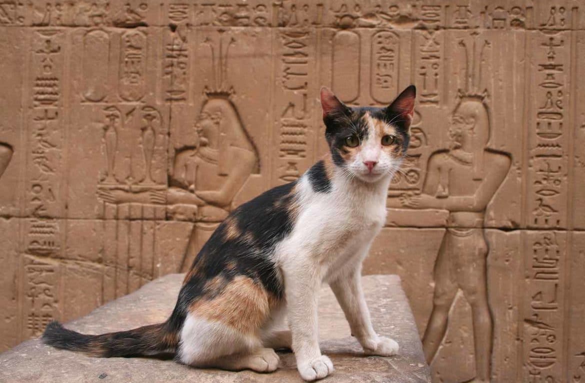 Фотография: Почему в Древнем Египте так любили и почитали кошек? №1 - BigPicture.ru