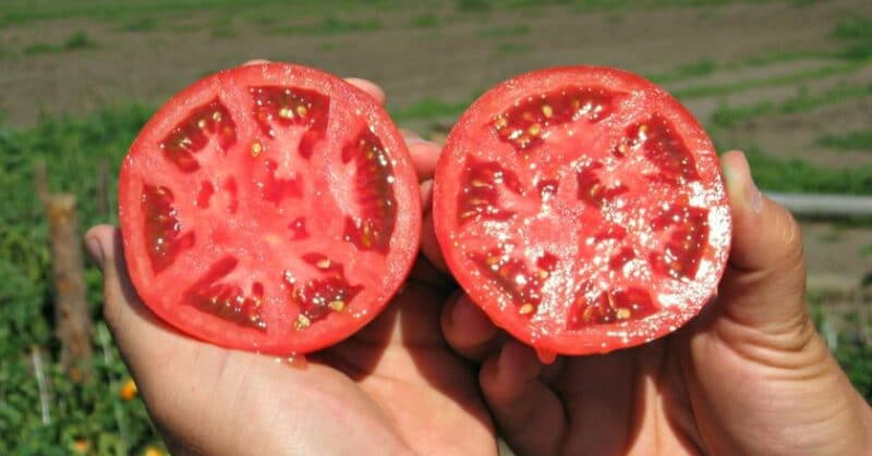 Фотография: Вы удивитесь, но огурцы и помидоры не относятся к овощам! №2 - BigPicture.ru