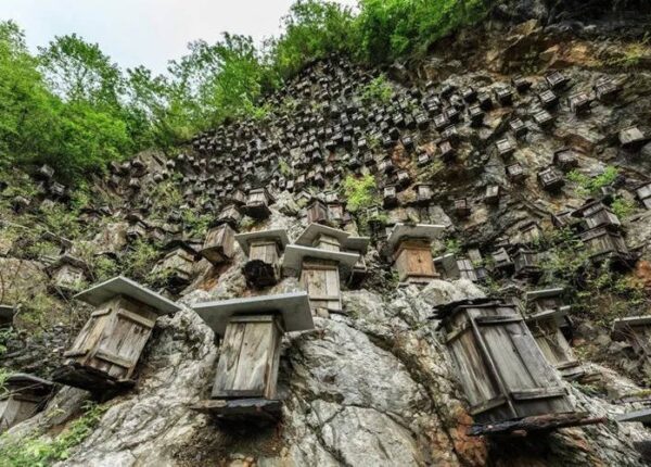 Уникальная стена ульев — единственный заповедник диких пчел в Китае