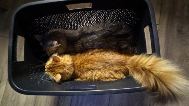Фотография: 22 фото, доказывающих, что коты могут поместиться куда угодно №12 - BigPicture.ru