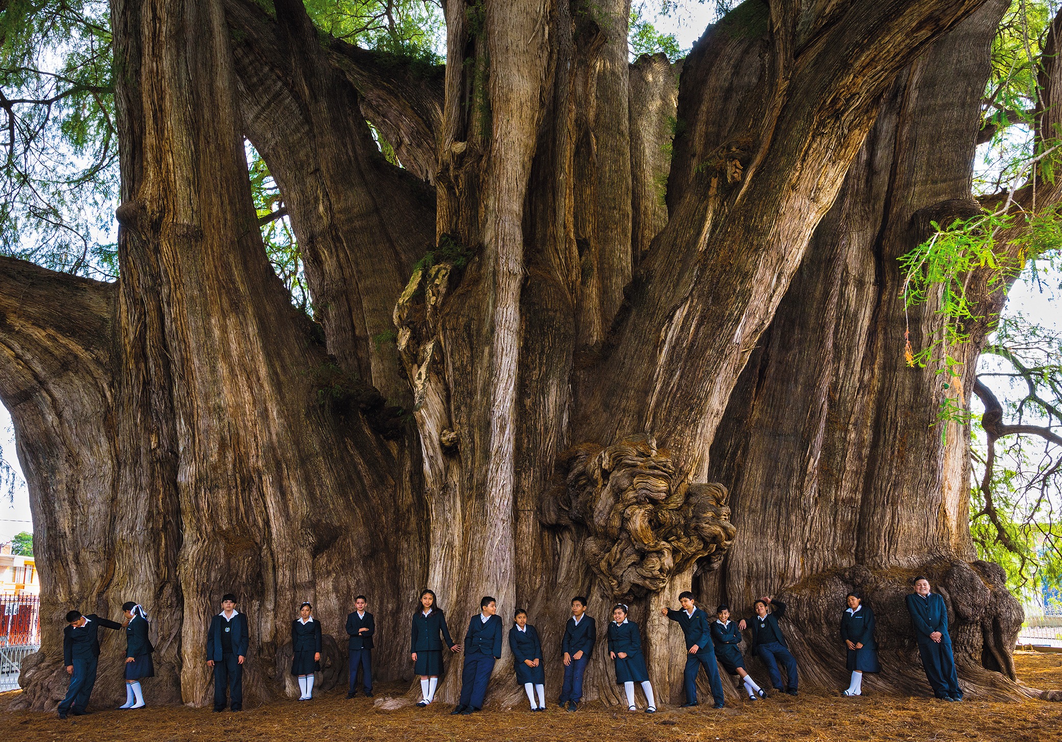 Фотография: Как выглядит дерево Туле, древний кипарис в Мексике с самым толстым в мире стволом №1 - BigPicture.ru