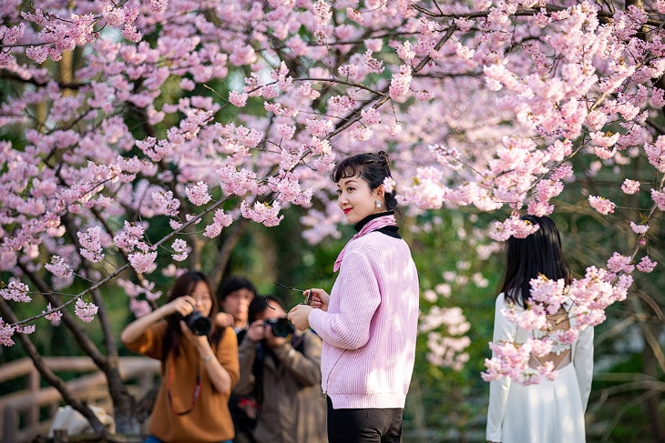 Фотография: Как цветущая сакура стала для японцев сакральным деревом №2 - BigPicture.ru