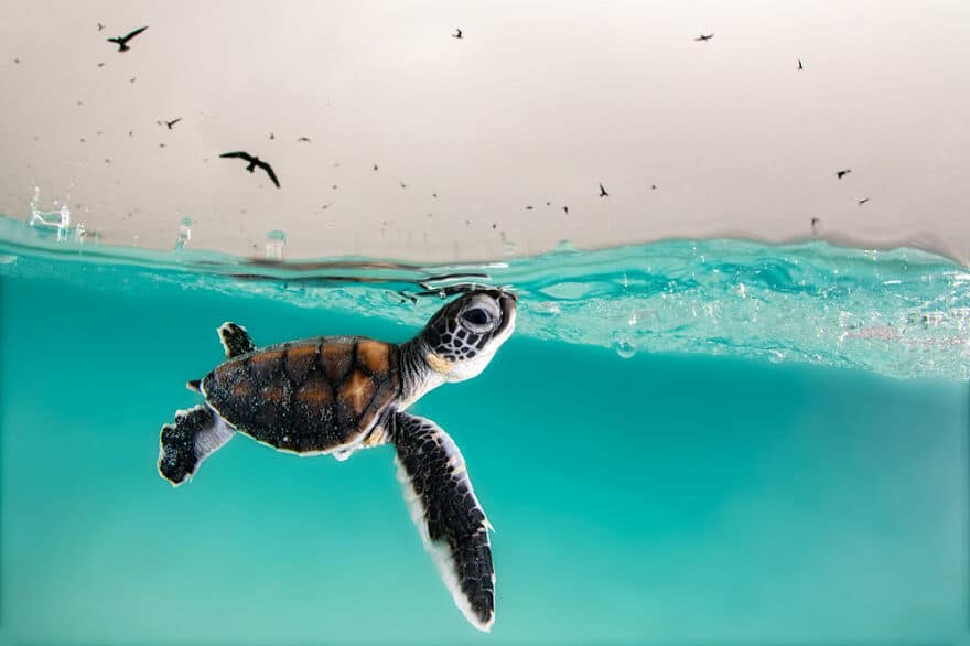 Фотография: 10 удивительных подводных снимков от финалистов конкурса Ocean Photography Awards 2021 №1 - BigPicture.ru