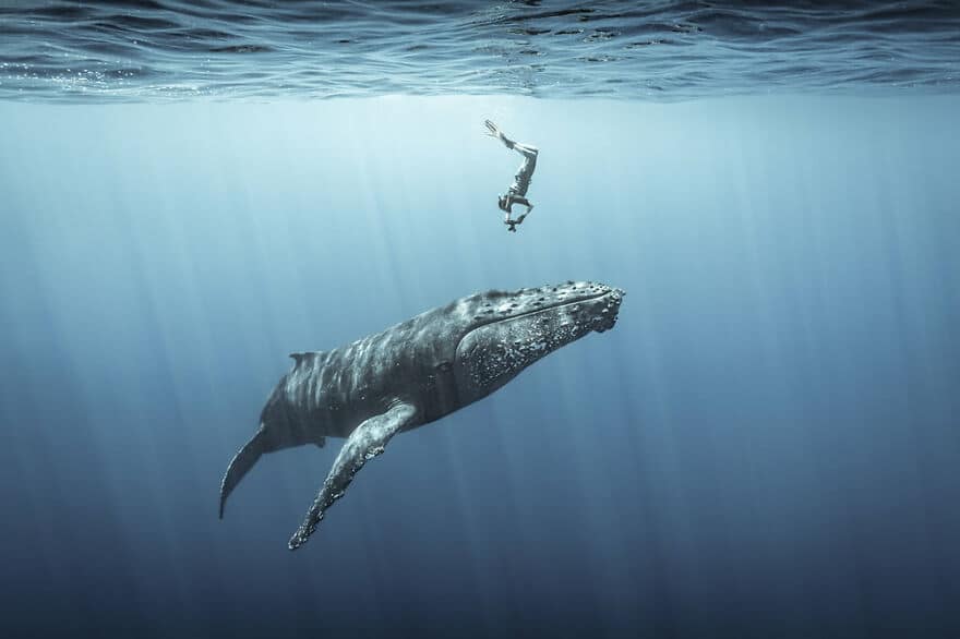 Фотография: 10 удивительных подводных снимков от финалистов конкурса Ocean Photography Awards 2021 №9 - BigPicture.ru