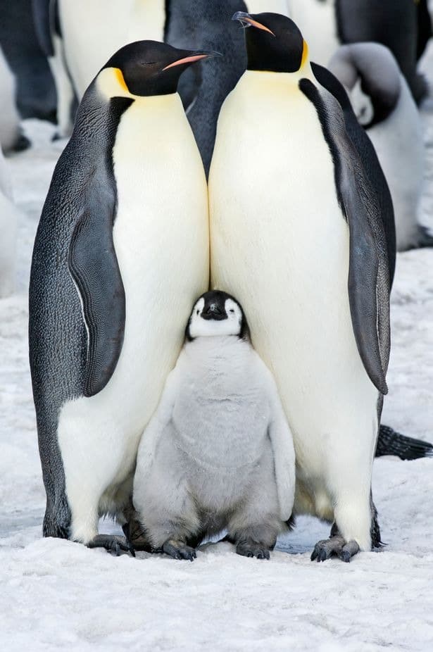 Фотография: Пингвины – инопланетяне? Ученые обнаружили в помете птиц химическое вещество с Венеры №2 - BigPicture.ru