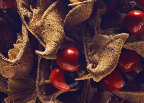 Скрытая красота семян и фруктов от британского фотографа Левона Бисса