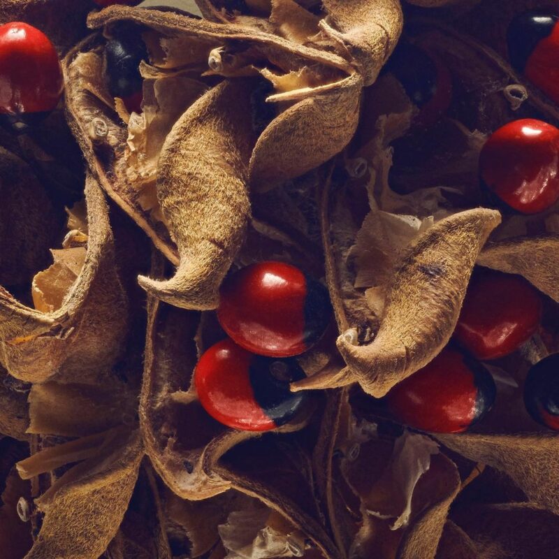 Фотография: Скрытая красота семян и фруктов от британского фотографа Левона Бисса №11 - BigPicture.ru