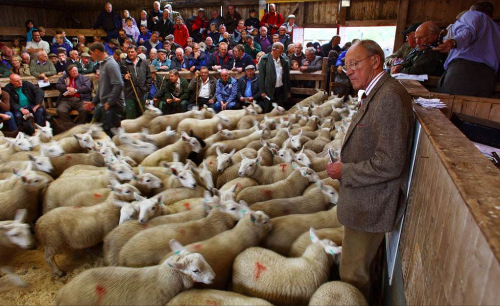 Фотография: Аукцион овец №3 - BigPicture.ru