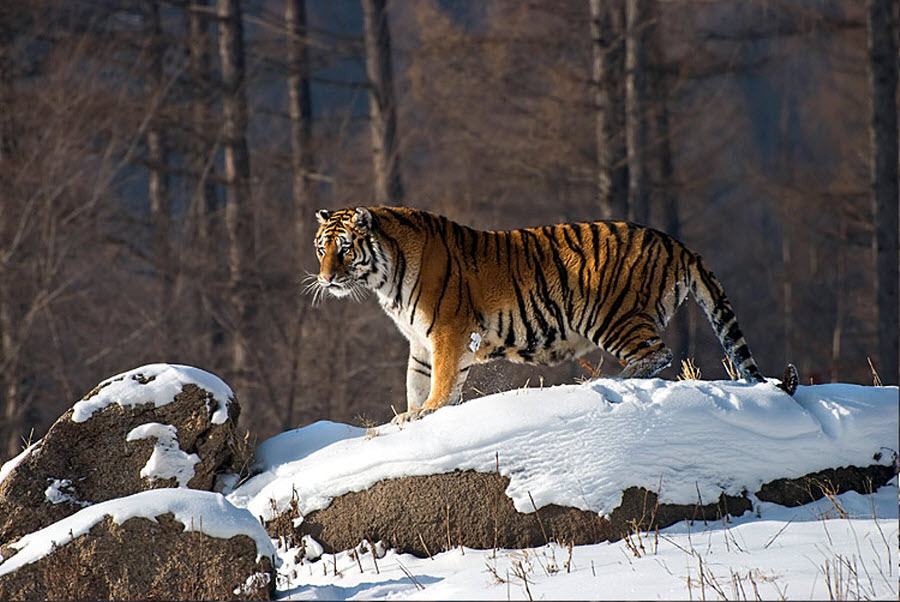 Фотография: 2010 – год тигра! №24 - BigPicture.ru