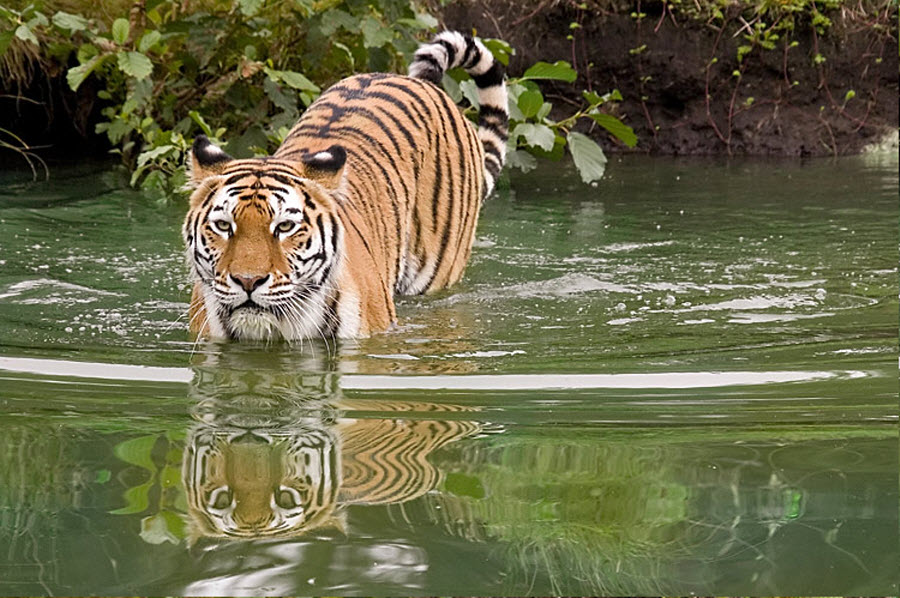 Фотография: 2010 – год тигра! №23 - BigPicture.ru