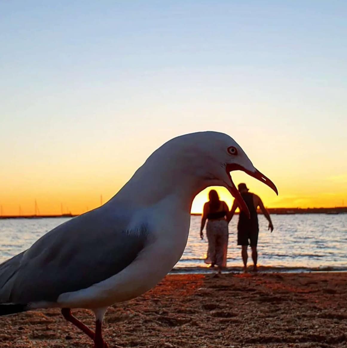 Фотография: Наглая птица на пляже испортила парочке романтическое видео №2 - BigPicture.ru