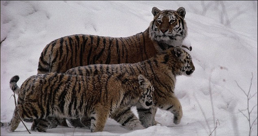 Фотография: 2010 – год тигра! №17 - BigPicture.ru