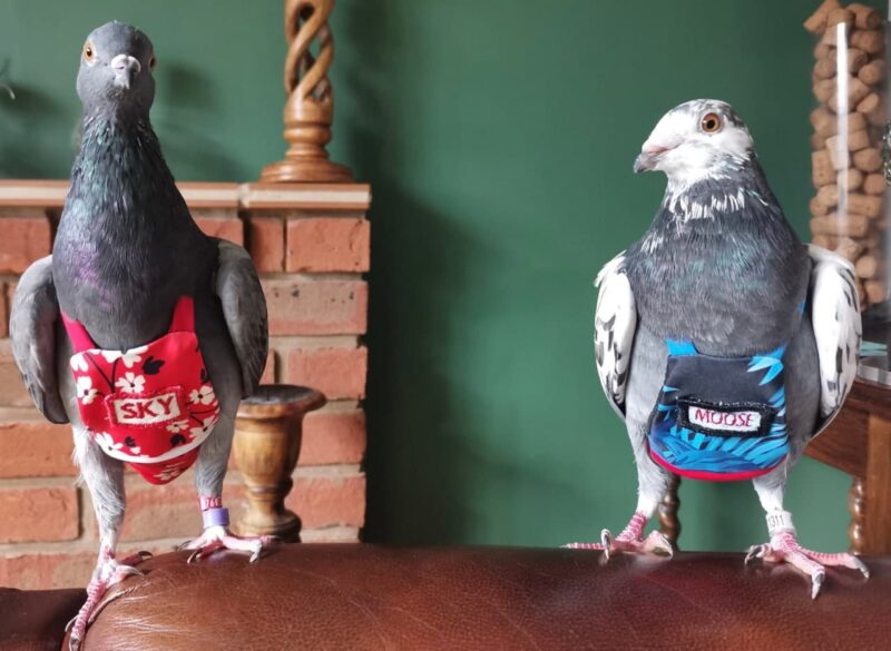 Фотография: Любовь и голуби: британка заказала птицам одежды на 400 тыс. рублей №2 - BigPicture.ru
