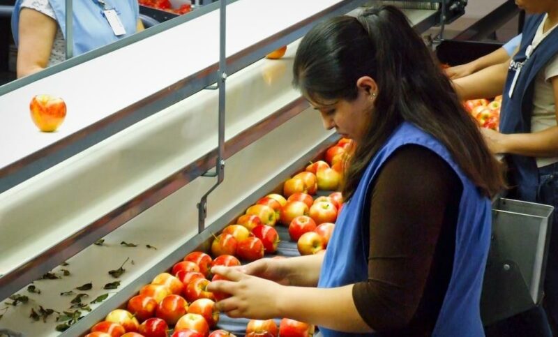 Фотография: Чем обрабатывают яблоки для длительного хранения и как ими не отравиться №2 - BigPicture.ru