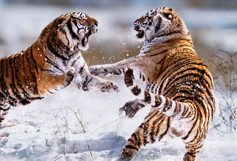 Фотография: 2010 – год тигра! №22 - BigPicture.ru
