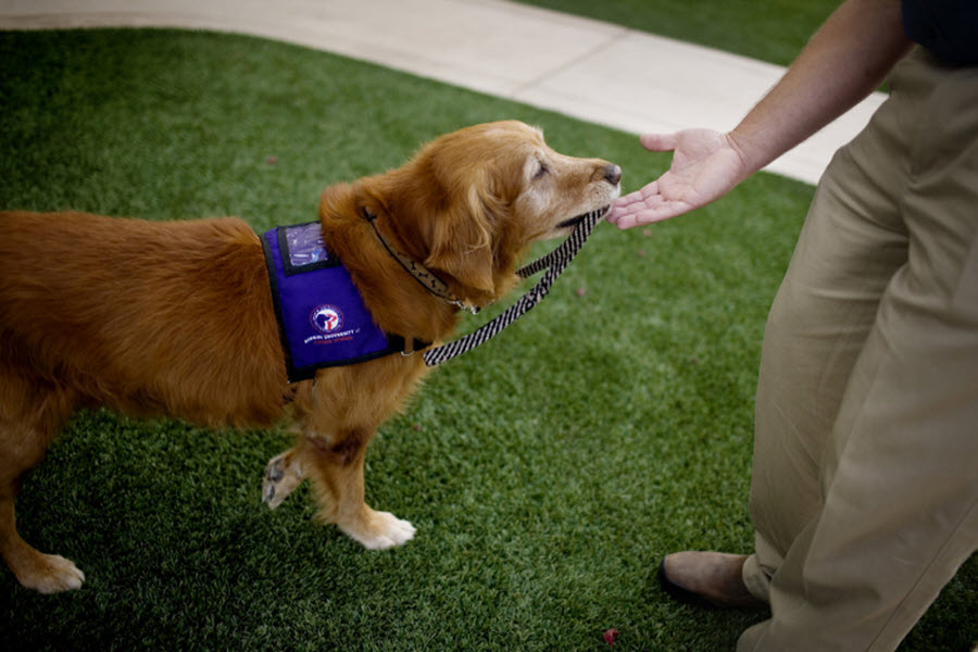 Фотография: Лапа пурпурным сердцам: Собаки помогают ветеранам №3 - BigPicture.ru