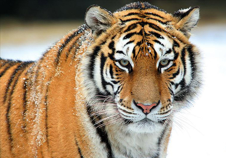 Фотография: 2010 – год тигра! №12 - BigPicture.ru