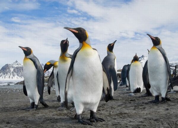 Пингвины – инопланетяне? Ученые обнаружили в помете птиц химическое вещество с Венеры