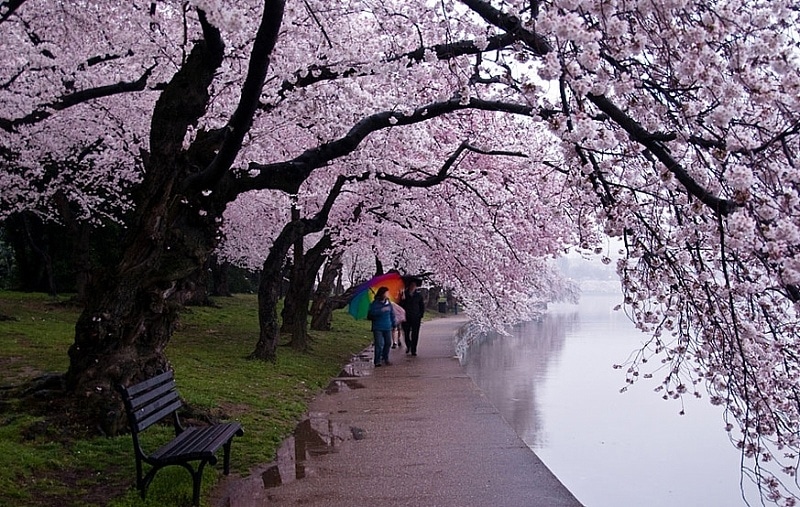 Фотография: Как цветущая сакура стала для японцев сакральным деревом №5 - BigPicture.ru
