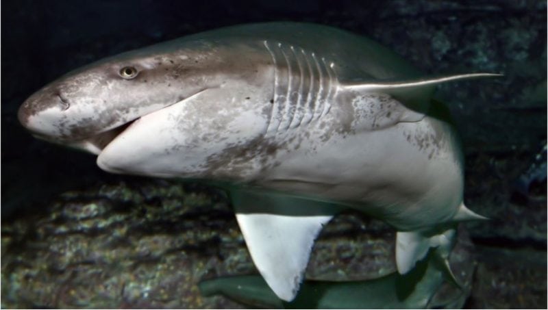 Bigpicture.ru Шестижаберная акула
