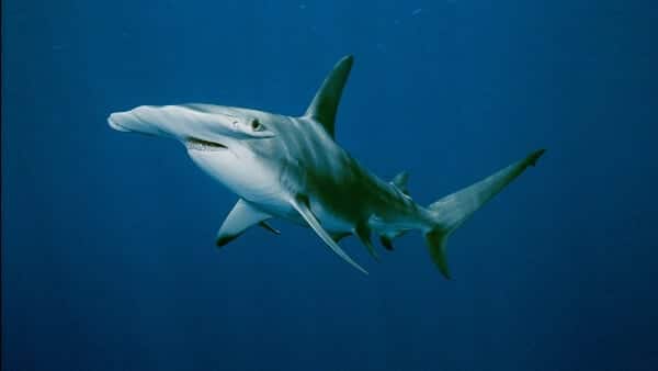 Bigpicture.ru Гигантская акула-молот